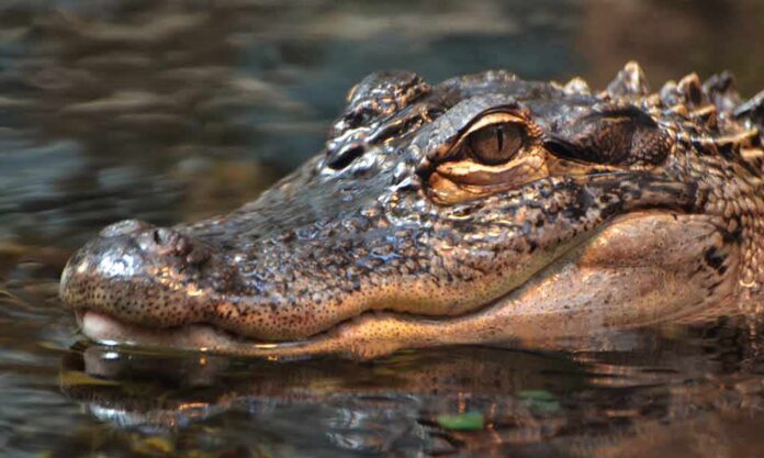 shutterstock_656868064.jpg Close-up of a crocodile's head partially submerged in water
