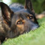 Felon Straps GPS Monitor To Stray Dog Close-up of a dog resting on green grass