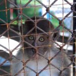 AI Hoax Sparks Monkey Hunt Mayhem A monkey looking through the bars of a cage with a sad expression