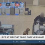 Abandoned dog at Reid Airport in Las Vegas finds forever home