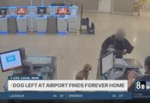 Abandoned dog at Reid Airport in Las Vegas finds forever home