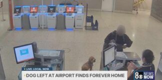 Abandoned dog at Reid Airport in Las Vegas finds forever home