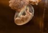 Pregnancy Bombshell Ignites Brutal Firestorm A translucent jellyfish embryo suspended in a fluid-filled sac