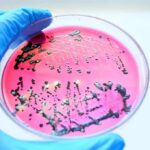 Sweet Tooth Supercharges A Hospital Superbug Gloved hand holding petri dish with bacterial colonies on pink agar