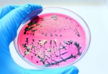 Sweet Tooth Supercharges A Hospital Superbug Gloved hand holding petri dish with bacterial colonies on pink agar
