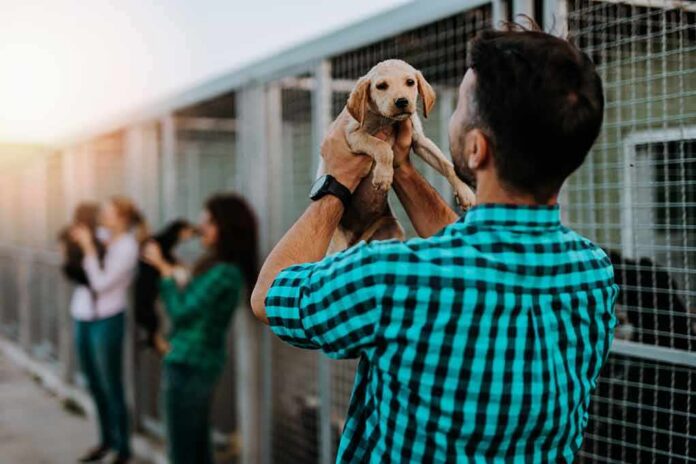 shutterstock_1826554397 Man holding a puppy at an animal shelter