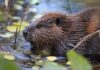Rabid Beaver Bites 13-Year-Old, Shuts Down Popular Lake Beaver in shallow water among floating leaves