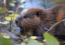 Rabid Beaver Bites 13-Year-Old, Shuts Down Popular Lake Beaver in shallow water among floating leaves