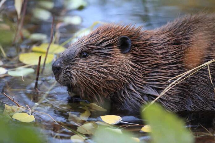 shutterstock_775435624-1 Beaver in shallow water among floating leaves